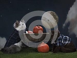 Cats steal a pumpkin at night