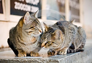 Cats on the street