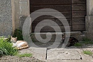 Cats on the streets of Pazin in the sun