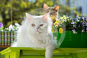 Cats on the summer balcony