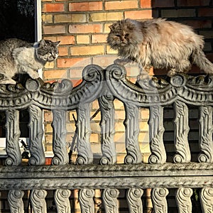 Cats on a sunny fence in Irpin - UKRAINE - KYIV photo
