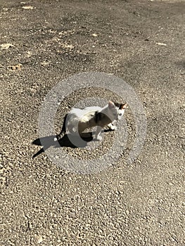 Cats on sunny ground look at the camera