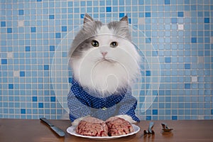 Cats surgeons discuss brain surgery