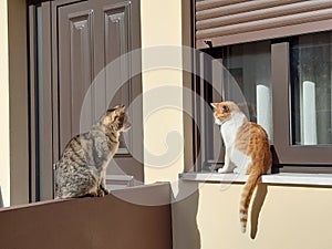 Cats talking at the door