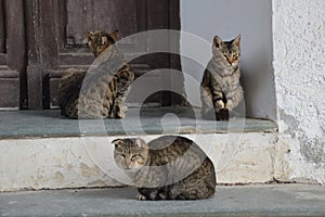 Cats photo