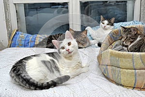 Cats together in an animal shelter