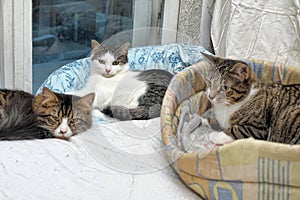 Cats together in an animal shelter