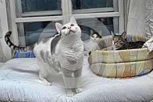 Cats together in an animal shelter