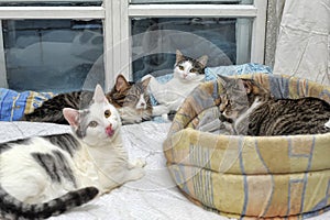 Cats together in an animal shelter