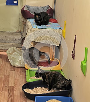 Cats together in an animal shelter