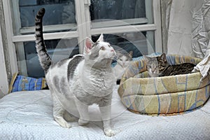 Cats together in an animal shelter