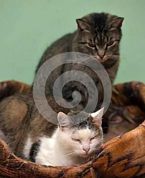 Cats together in an animal shelter
