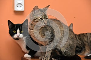 Cats together in an animal shelter