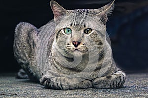 Cats with two-colored eyes that have natural blue and green eyes