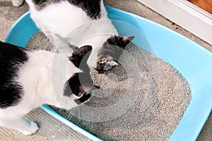 Cats using toilet, cats in litter box, for pooping or urinate, pooping in clean sand toilet. photo