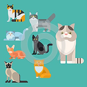 Cats vector illustration cute animal funny decorative kitty characters