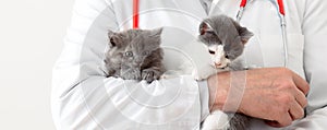 Cats in Vet doctor hands. Doctor veterinarian examining kittens. Mammal cats in Veterinary clinic. Vet medicine for pets and cats