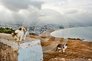 Cats, view on Agadir, Morocco
