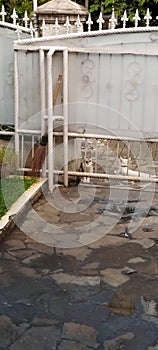 The cats waiting something