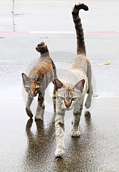 Cats walking