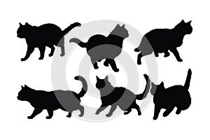 Cats walking in different positions, silhouette set vector. Adult cat silhouette collection on a white background. Beautiful