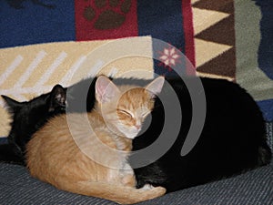 Cats Warm and Cozy 1