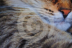 The cats whiskers
