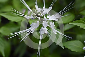 Cats whiskers  Orthosiphon aristatus flowers.
