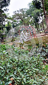 Cats whiskers plant