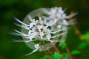 Cats whiskers plant