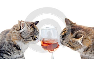 Cats and wine