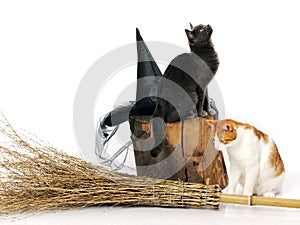Cats with witch accessories