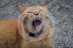 cats yawn cat