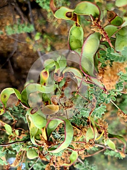 CATSCLAW Bush Tree chubby Curly Bean Pods Close up view  Foliage Nature Photography photo