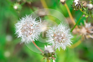 Catsear hypochaeris radicata know as flatweed or false dandelion