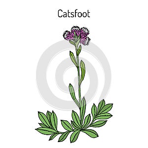 Catsfoot Antennaria dioica , medicinal plan