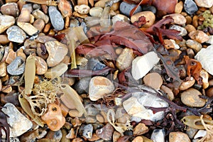 Catshark eggcases and seaweed