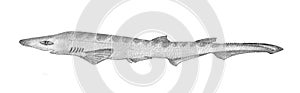 Catshark. Hand drawn black pencil realistic illustration