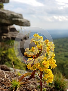 Catskill mountains hudson valley flowers