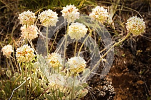 Eriogonum ovalifolium variety purpureum (Cushion Buckwheat) Polygonaceae (Buckwheat Family)