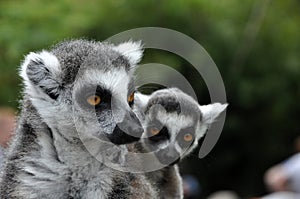 Catta lemur monkeys
