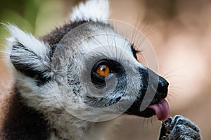 A catta lemur shows the tongue by licking a fruit