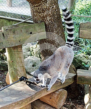 Catta lemur and smaptphone
