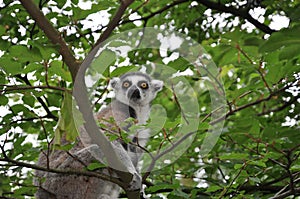 Catta monkey in tree