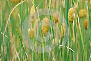 Cattail