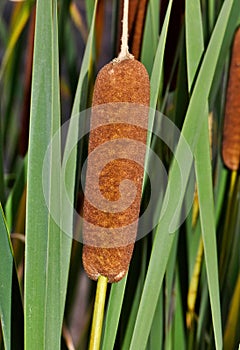 Cattail aquatic plants and leafy flower heads closeup image.