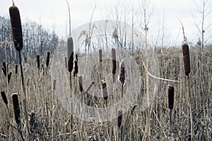 Cattail cattails typha bulrush bulrushes reed reeds totoras marsh swamp photo