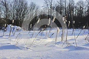 Cattail on a frozen swamp in February in central Russia