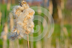 Cattail grass or Typha is a genus of about 30 species of monocotyledonous flowering plants