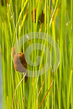 Cattail, green background